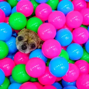 THAILAND-LIFESTYLE-PET-DOG