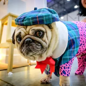 Animal Prints: Dogs
