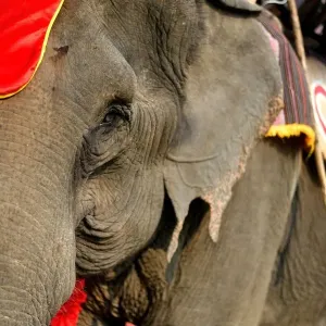 Thirty-five year old elephant named Kham On, arrives to take part in the race during the Buon Don elephant festival