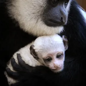 Topshots-Australia-Animal-Monkey-Colobus