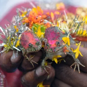 TOPSHOTS The wedding of two frogs, arranged by farmers seeking rainfall, is performed TOPSHOTS The wedding of two frogs, arranged by farmers seeking rainfall, is performed
