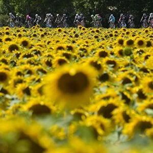 Tour De France 2015 Pack Rides Past Sunflower Field