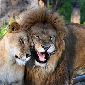 Tunisia-Lions-Zoo-Animal