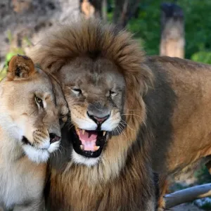 Tunisia Print - Lion and Lioness at Belvedere Zoo Tunisia Print - Lion and Lioness at Belvedere Zoo