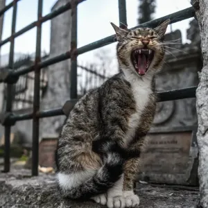 Turkey-Daily Life-Feature-Cat Turkey-Daily Life-Feature-Cat