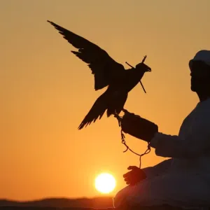 Uae-Animals-Falconry Uae-Animals-Falconry