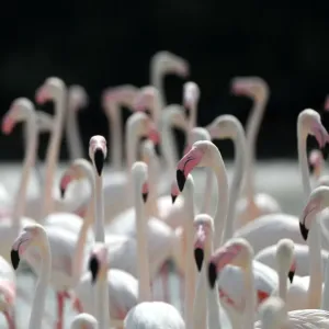 Pink Flamingos Print Pink Flamingos Print