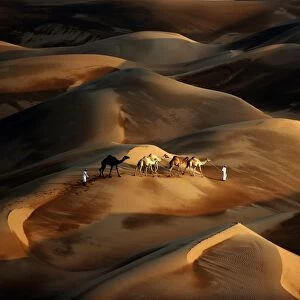 Uae-Camel-Desert-Nature-Tourism
