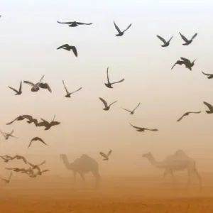 Uae-Camel-Festival Uae-Camel-Festival