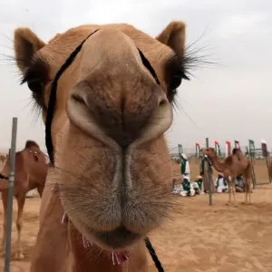 Print of Camels at the Sheikh Sultan Bin Zayed al-Nahyan camel festival Print of Camels at the Sheikh Sultan Bin Zayed al-Nahyan camel festival