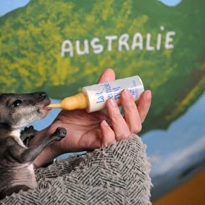 Une personne nourrit avec du lait importe d Australie, Cruchot, un bebe wallaby