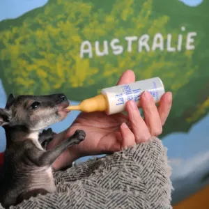 Une personne nourrit avec du lait importe d Australie, Cruchot, un bebe wallaby