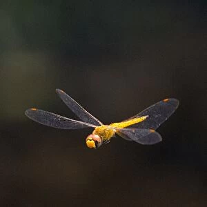 Uruguay-Animals-Dragonfly