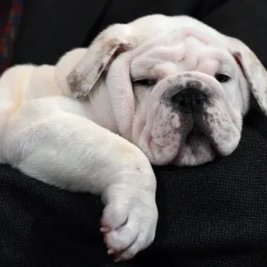 Us-American Kennel Club-Breeds