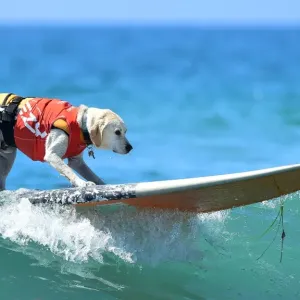 Us-Aminals-Surf-Dogs