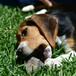 Us-Animal-Dog