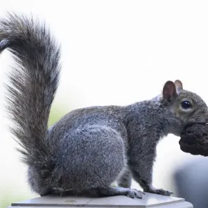Us-Animal-Squirrel Us-Animal-Squirrel