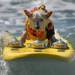 Us-Animal-Surf-Dog Us-Animal-Surf-Dog