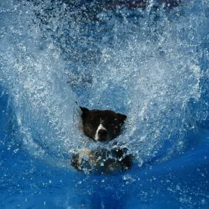 Us-Animals-Record-Jump Us-Animals-Record-Jump