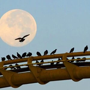 Us-California-Full Moon-Birds