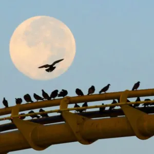 Print of Birds on Santa Monica Pier Roller Coaster at Sunset Print of Birds on Santa Monica Pier Roller Coaster at Sunset