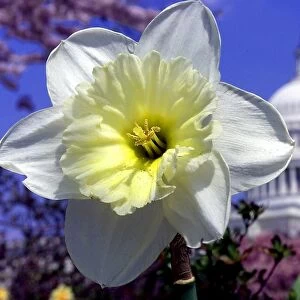 Us-Capitol-Flowers