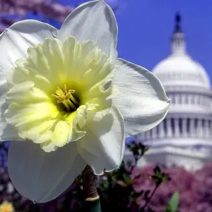 Us-Capitol-Flowers