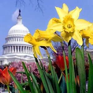 Us-Capitol-Spring Break-Flowers