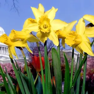 US Capitol Spring Print: Daffodils on the Lawn