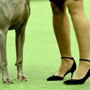 Us-Dogs-Offbeat