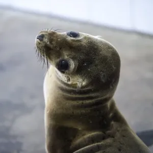 Us-Feature-Animal-Sea Lion and Seal Rescue Us-Feature-Animal-Sea Lion and Seal Rescue