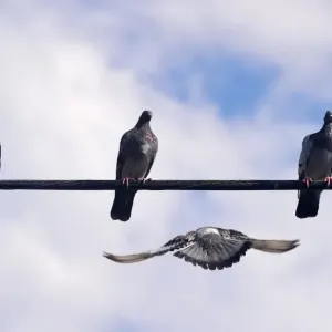Us-Feature-Birds Us-Feature-Birds