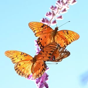 Us-Feature-Butterfly