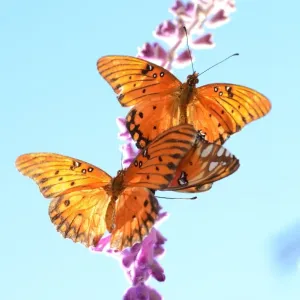 Us-Feature-Butterfly Us-Feature-Butterfly