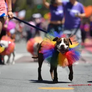 Print of a dog being walked along the San Francisco Pride parade route