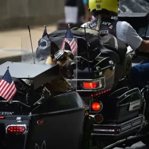 Us-Memorial-Day-Rolling-Thunder-Dog