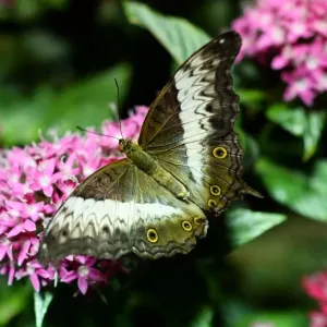 Us-Nature-Museum-Butterflies Us-Nature-Museum-Butterflies