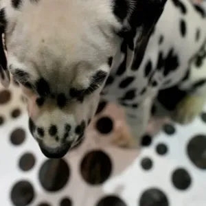 États-Unis - New York - Chien.