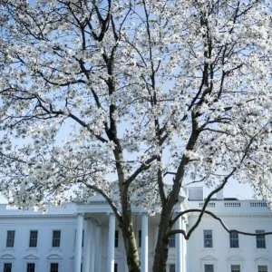 Print of the White House at Spring's Approach Print of the White House at Spring's Approach