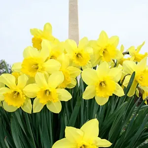 Us-Spring-Daffodils