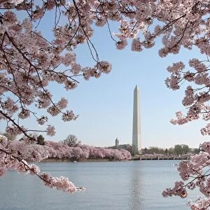 Us-Tourism-Cherry Blossoms