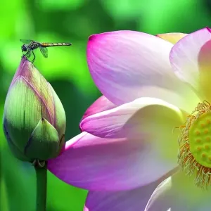Print of a dragonfly on a lotus flower at Echo Park lake