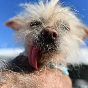 Us-Ugly-Dog-Animal