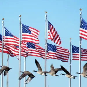 Us-Washington-Birds-Geese Us-Washington-Birds-Geese