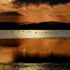 Us-Water-Birds Us-Water-Birds