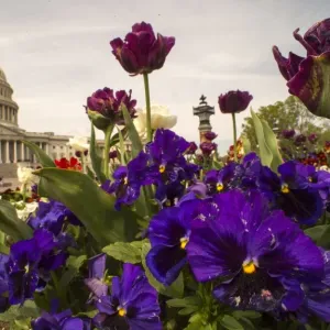 Spring flowers in front of the US Capitol building Print