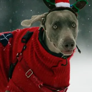 Us-Weather-Snow-Dog Us-Weather-Snow-Dog