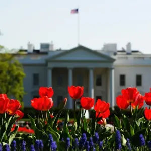 Print of White House with blooming tulips in Lafayette Park Print of White House with blooming tulips in Lafayette Park