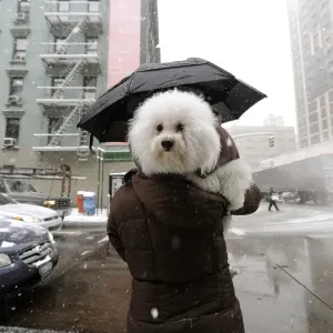 Print of a woman carrying her dog in the snow on New York's Upper East Side Print of a woman carrying her dog in the snow on New York's Upper East Side