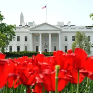 Print of Tulips in Front of the White House on a Spring Day Print of Tulips in Front of the White House on a Spring Day